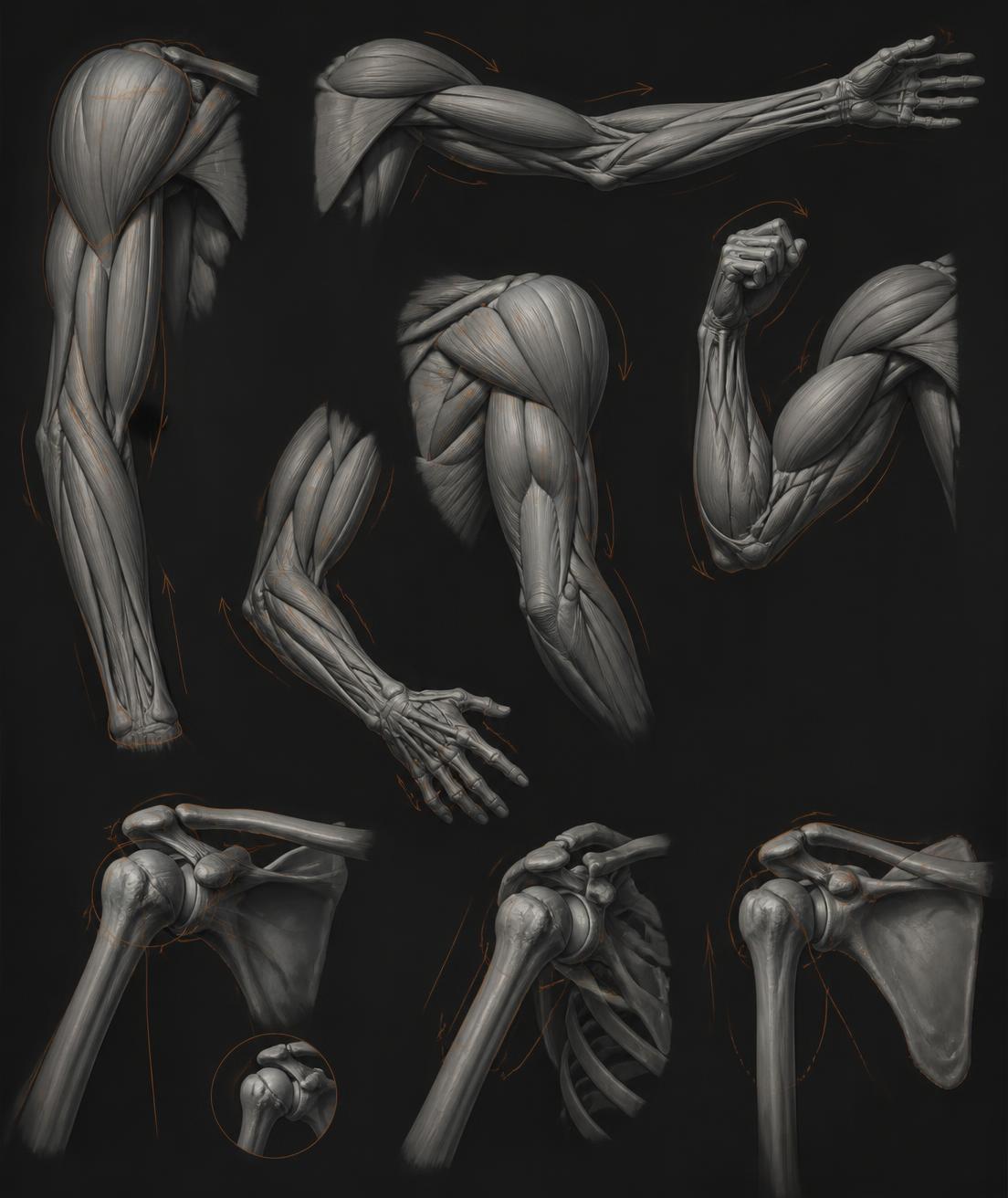 Anatomical muscle and joint study sheet used as rigging reference
